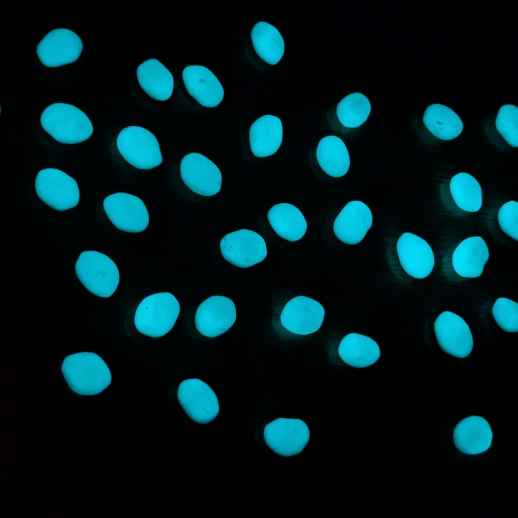 1" Glow Pebbles / Glow in the dark Pebbles / Landscaping Pebbles / Garden Stones / Eco-Friendly / Pebbles / Garden Decor / Decorative Stones