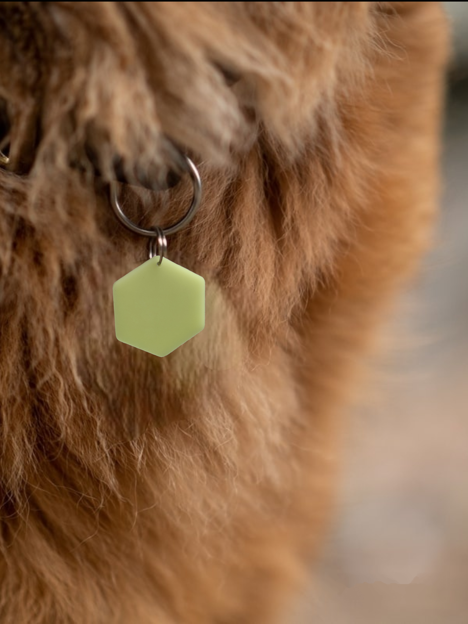 Glow in The Dark Pet Tags/GloPetTag/Dog ID Pet tags/Cat ID Pet Tags/Pet Gift/Engraved Pet tags/Pet name Tag/ID Tag/Glow Key Fob